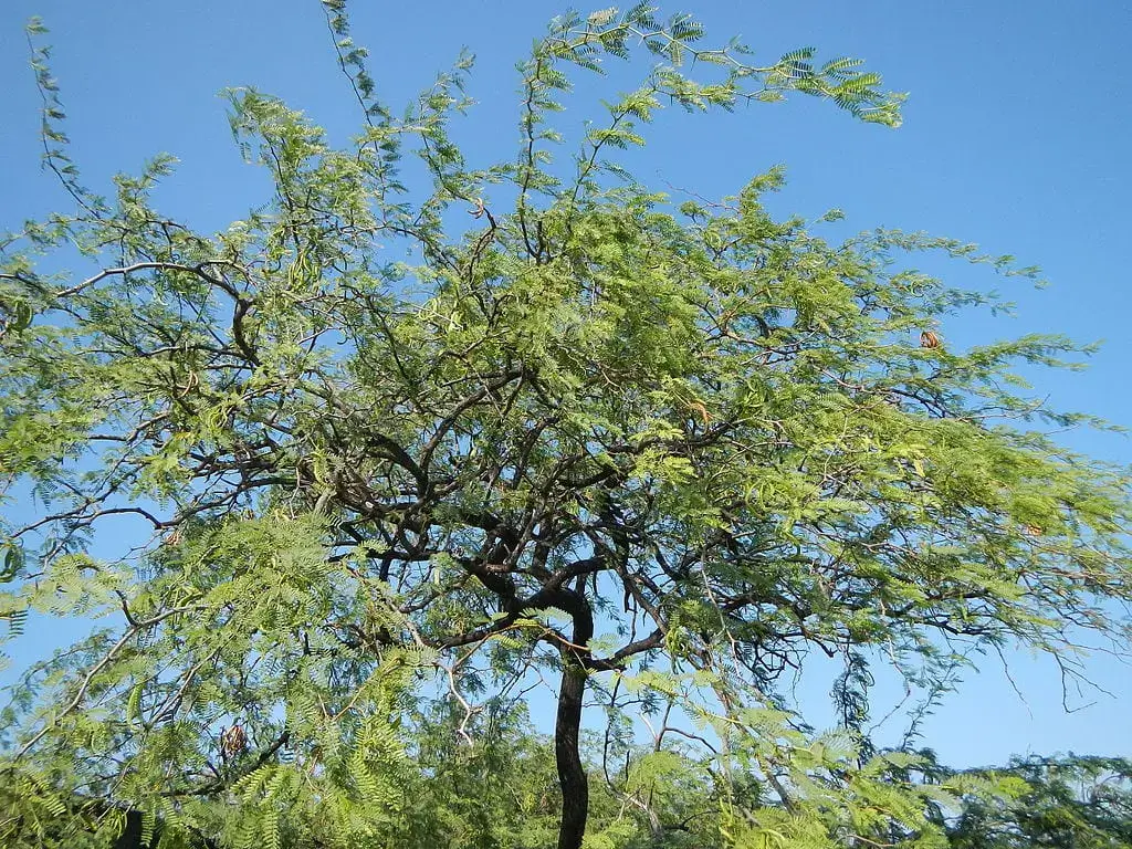 Acacia farnesiana